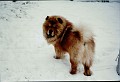 200301_Semenic (1)